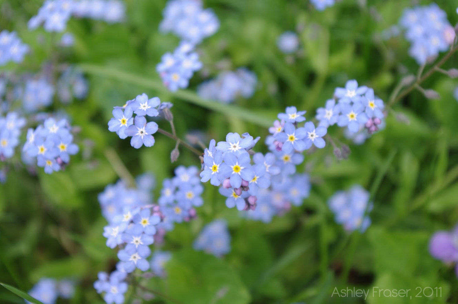 Unforgettable Forget-me-nots - 4x6 print