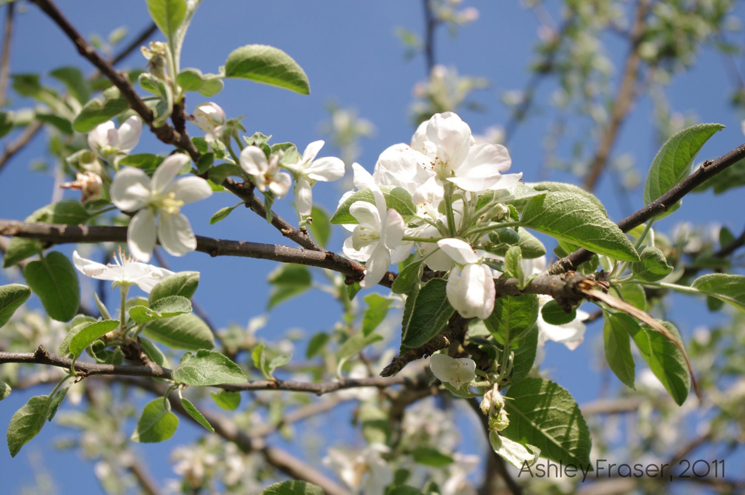 Radical Apple Blossoms - 8.5 x 11 Print