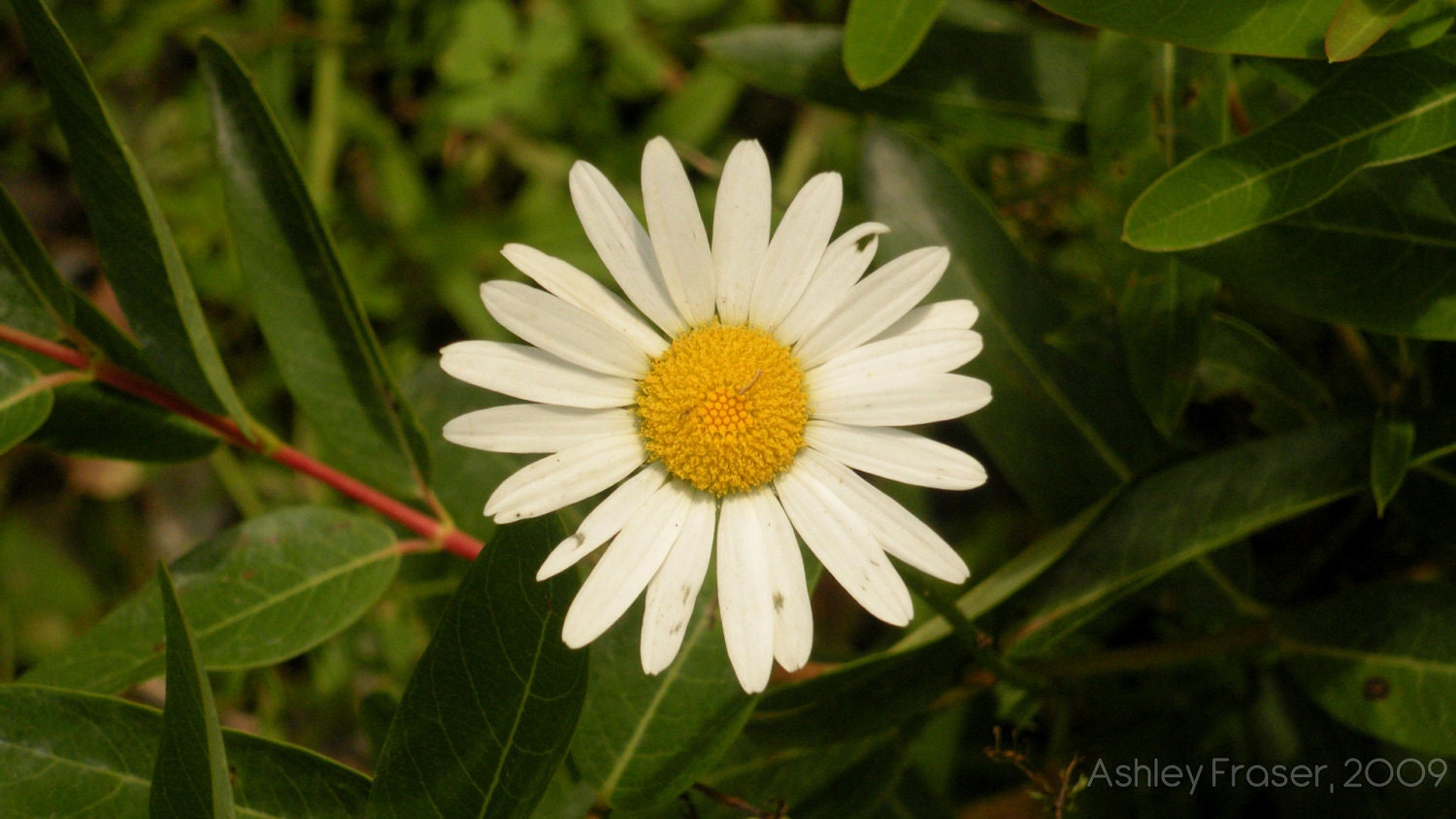 Daisy-Daisy - 5 x 7 Print