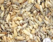 1 Ounce Baby Auger Seashells for Crafting