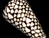 Conus Marmoreus - Marble Cone Shell