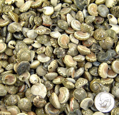 1 ounce Black Umbonium Shells for crafting