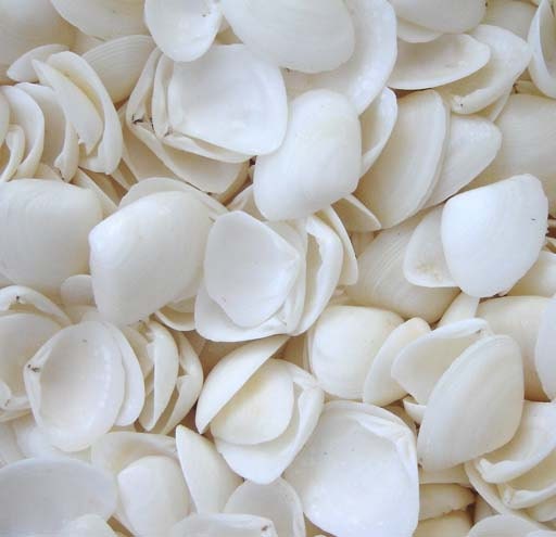 1 Ounce White Cay Cay Shells for Crafting