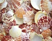 1 Dozen Brightly Colored Pecten Shells for Crafting