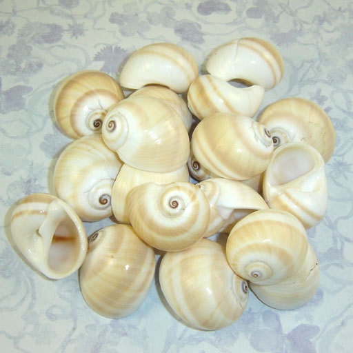 1 dozen Natica Vittelus banded moon snail shells for crafts