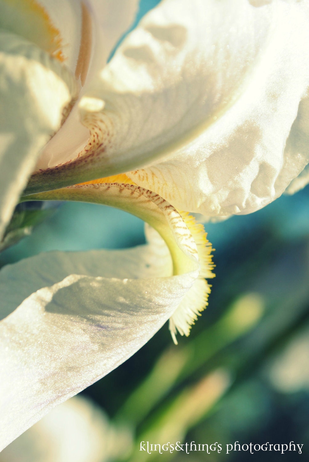 Fine art photograph of a white iris in bloom
