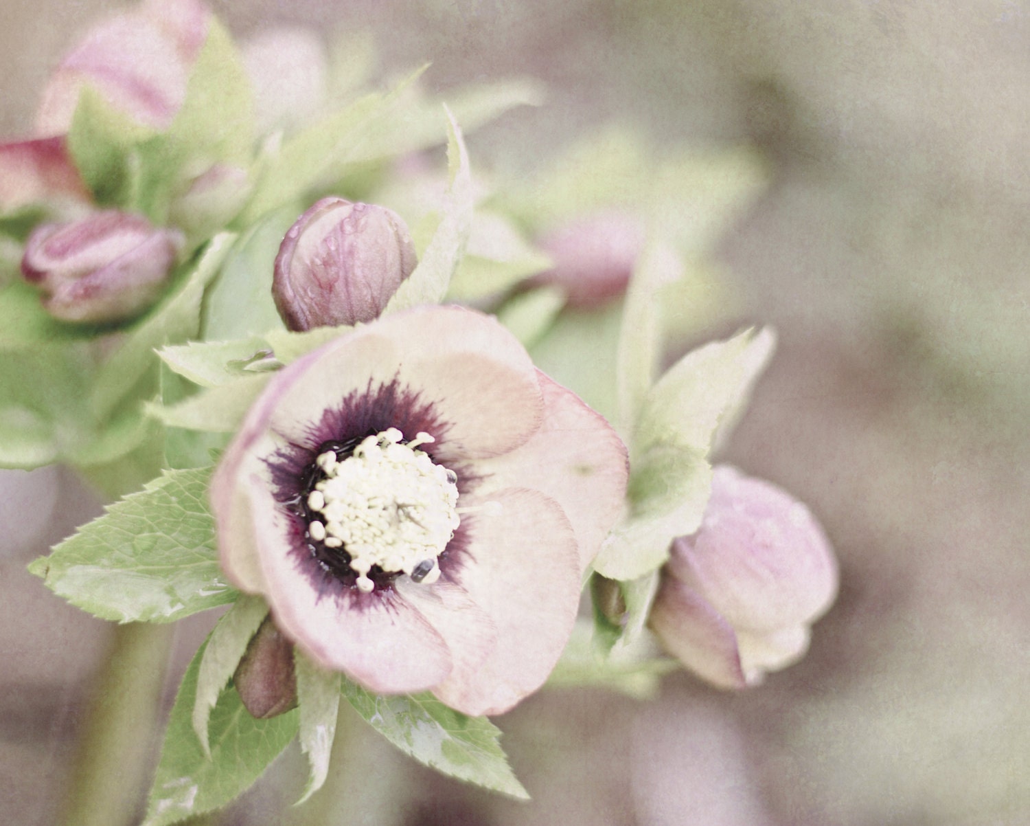 Photograph 8x10 Lenten Rose Flower Print Purple Green Botanical Hellebore Picture Spring Floral Home Decor Easter Wall Art - PureNaturePhotos
