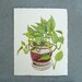 RESERVED Potted Plant Painting - Philodendron - Original Botanical Art on Ivory Cream Paper