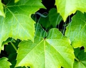 Ivy 8X10 Photo Fine Art Photograph Print Boston Ivy Green Nature Plant Leaves Vine