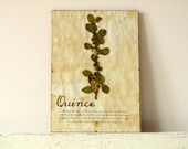 Pressed Leafs- Quince leafs in Frame (2)