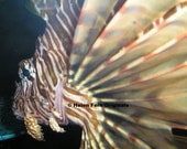 Lion Fish  - 8 X 10 Dry Mounted Print