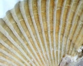 Fossil Scallop Shell - 8X10 dry mounted Print