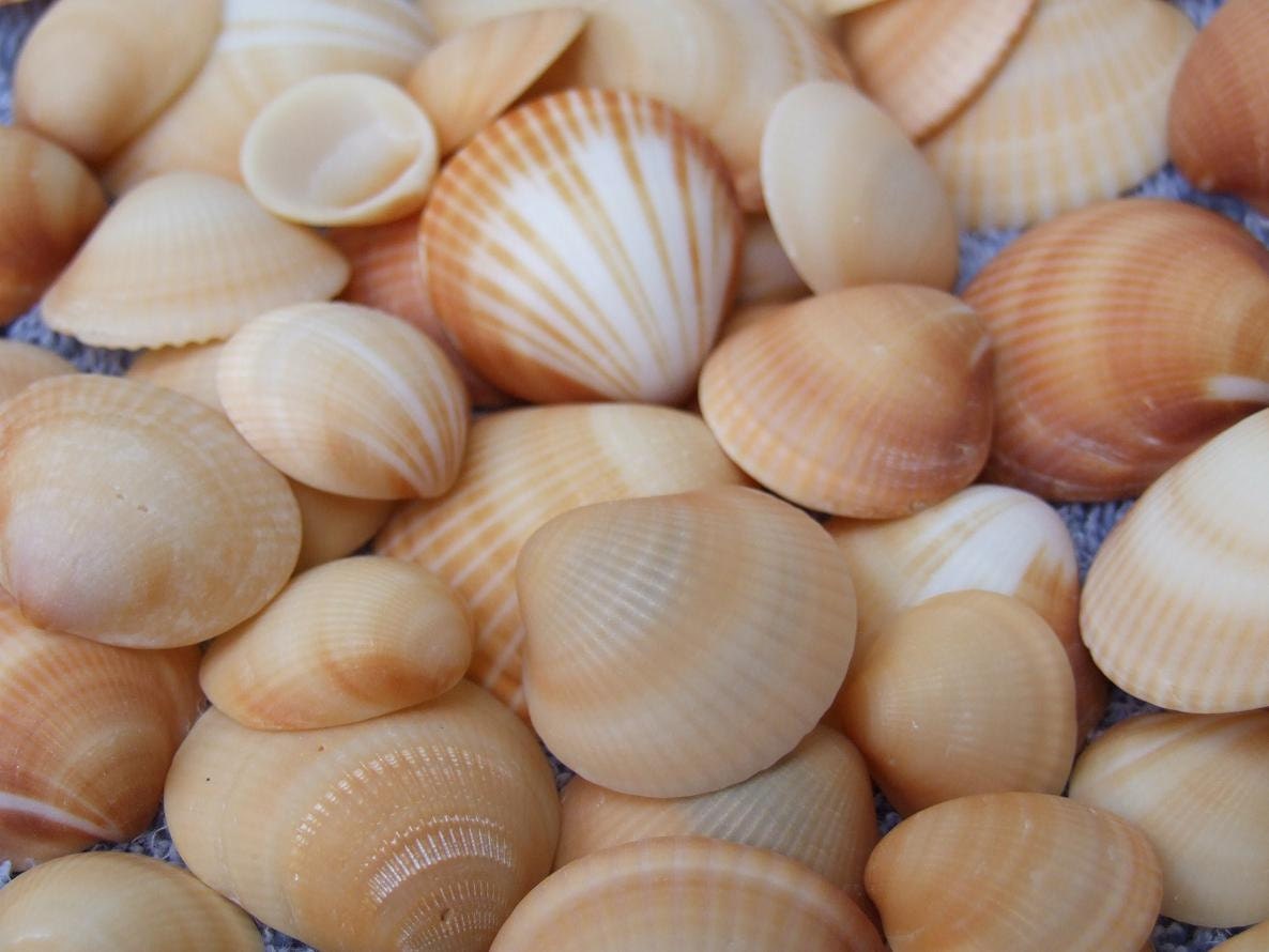 Sea Shells - Florida - under 10