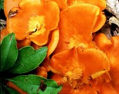 Mushroom Bouquet, Shenandoah National Park, VA