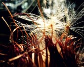Thistle Fine Art Photo 8 x 10 Golden Sunlight