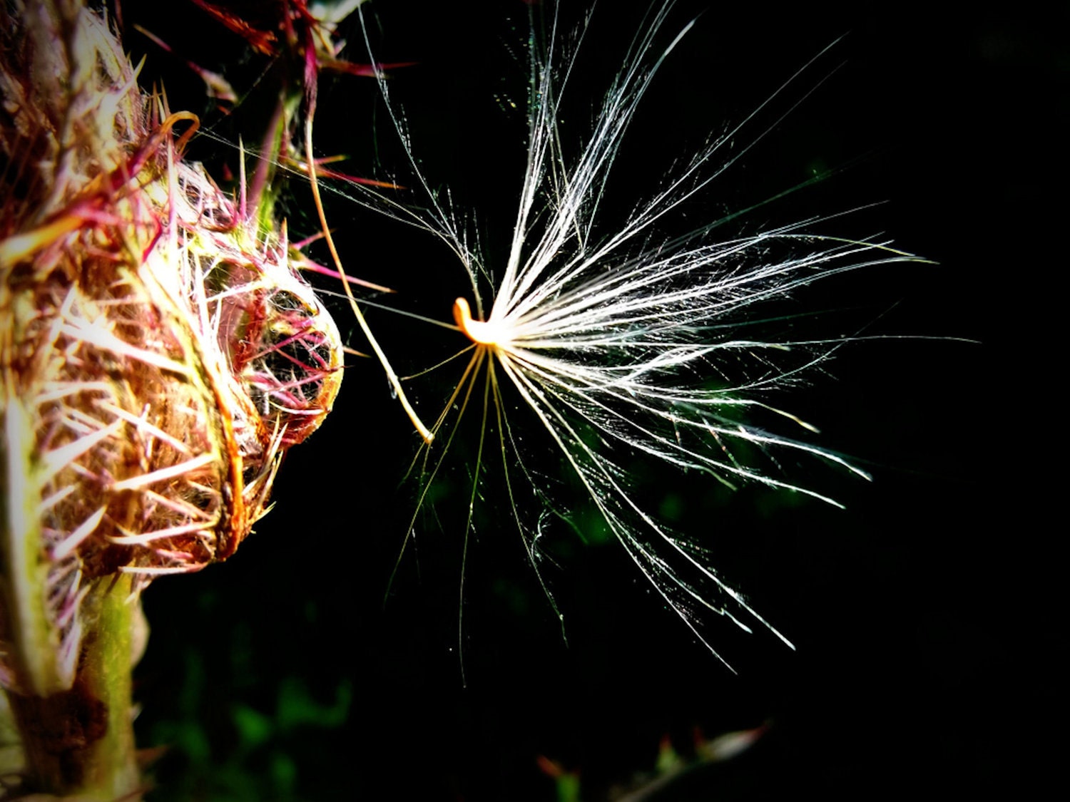 Thistle Fluff Photo Art 8 x 10 Wispy Botanical Seed