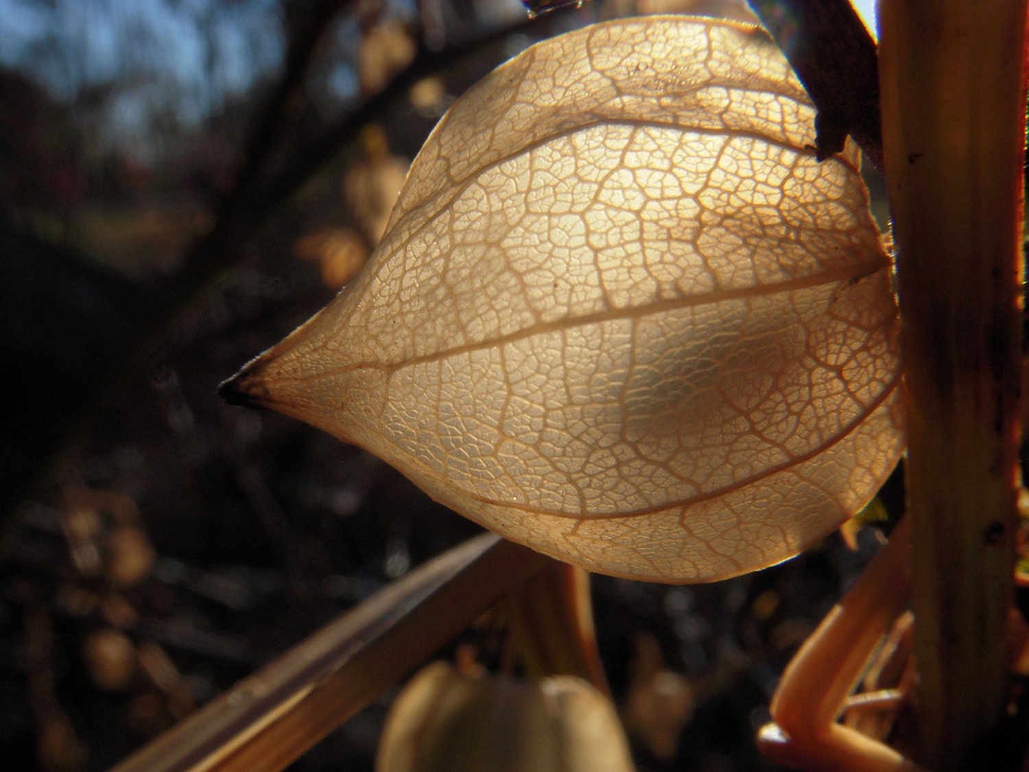 Chinese Lantern Photo 5 x 7 Soft Muted Earthy Colors