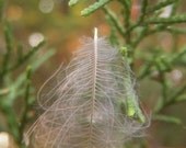 Feather in Cedar Tree Photo 8 x 10 Soft Colors Downy Bird Fluff