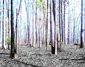 Lavender Sunrise Photo Art 11 x 14 Fantasy Wood Fairy Light