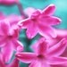 Hyacinth Flower Spring Art Print - Pink Magenta Aqua Nursery Floral Girls Room Home Decor Wall Art Photograph
