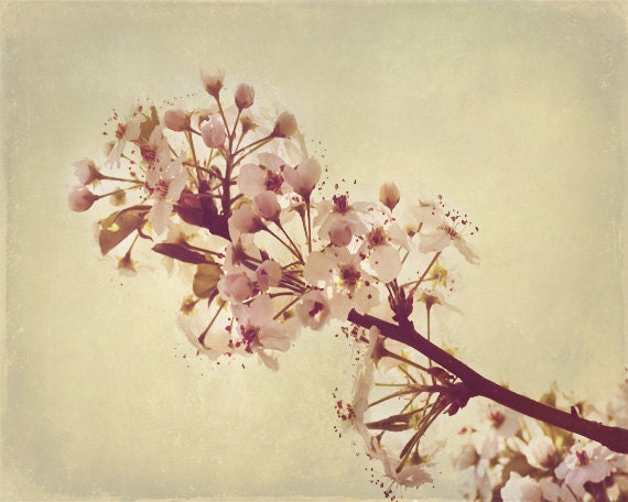 Cherry Blossom Spring Art Print - Pink Cream Beige Tan Soft Pastel Flower Floral Home Decor Shabby Chic Country Wall Art Photograph