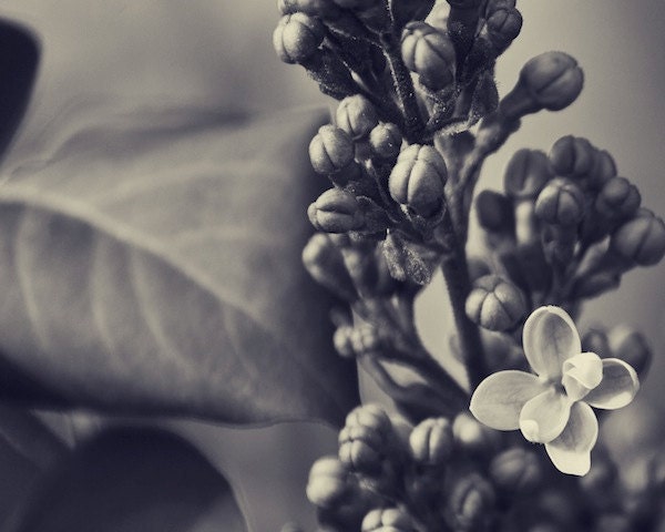 Lilac Blossom Fine Art Photograph - Black & White Nature Photograph