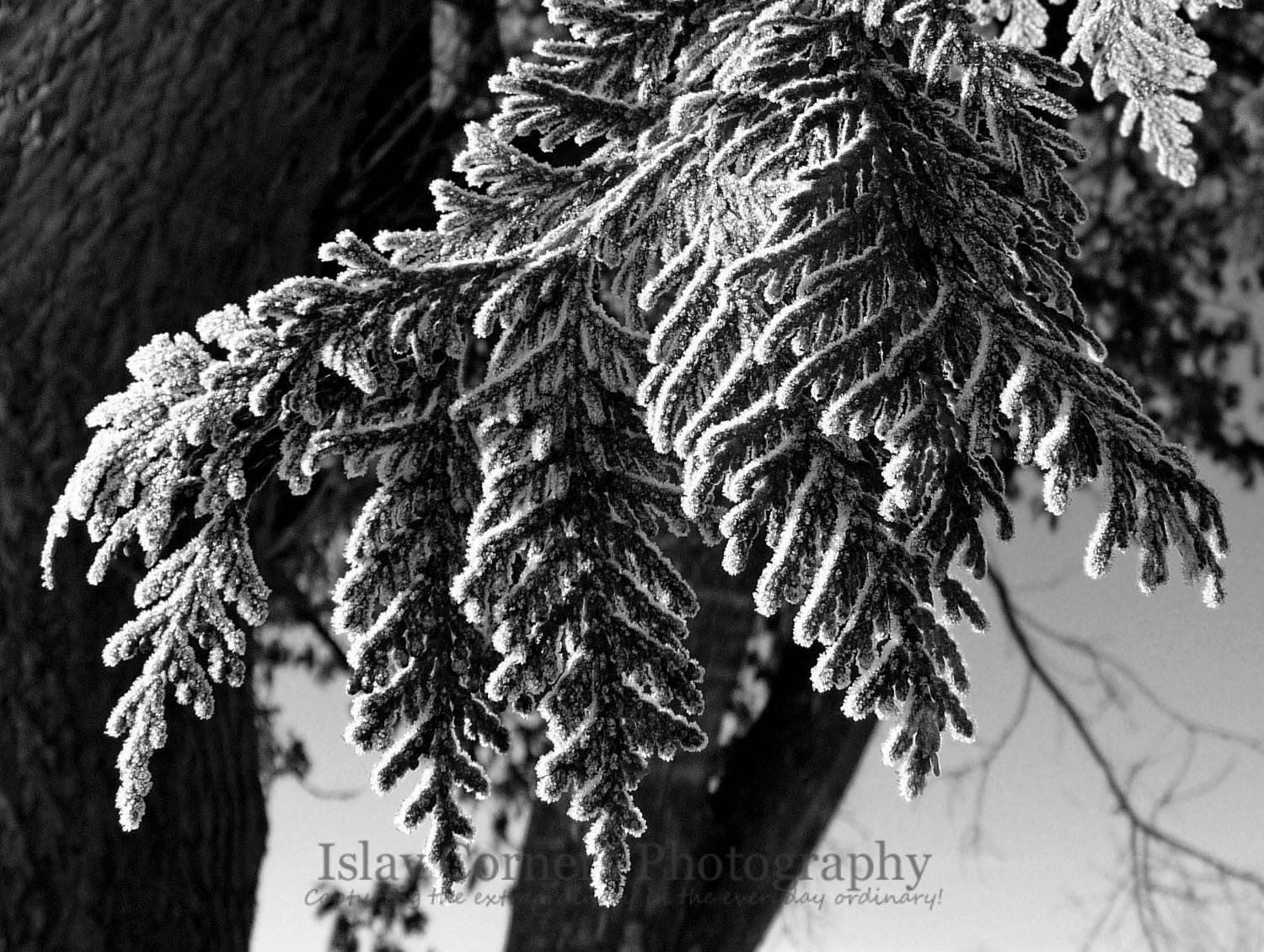 Nature Fine Art Print - Black White art, Winter Wall Art, Matted 5x7 photo, frost tree, black white print - IslayCorners