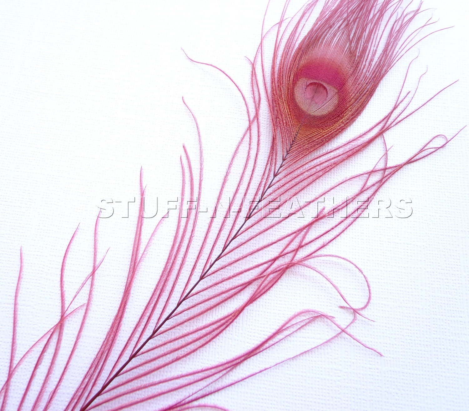 Burgundy PEACOCK feathers / M/L eyes / 12-15 inches (30-38 cm) long, 5 pieces / F71-4S