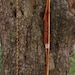 Canarywood, Purpleheart and Bamboo bow with Mahogany burl handle, 40lb at 25", wood archery bow, comes with arrows