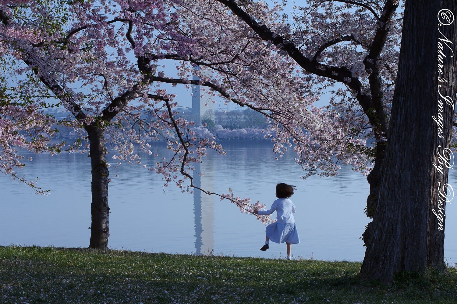 Little Girl Playing - Cherry Blossoms Photo - Washington DC Print, wall art, home decor, gifts for her, 8x12 print, nature photography