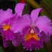 LIMITED Edition Notecards - 12 Purple Flower Notecards - 4X6 Flat Notecards, Celebrity Gifting