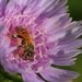Bee Closeup Photo - Purple Flower Cards - 5 Flat Cards