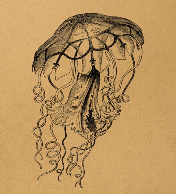 Vintage jellyfish illustration 1898 year by MillionDownloads