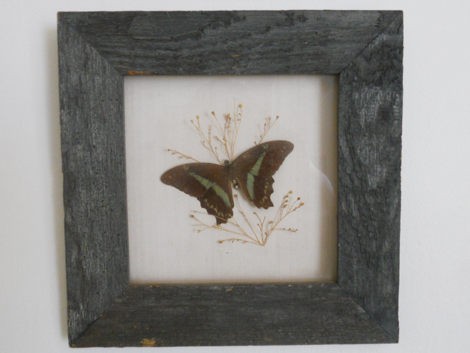 Framed Butterfly Wall Decor Picture Rustic Shabby Chic Cottage Art Gray Wood Frame