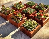 Succulent Living Art