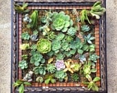 Dark Wood Framed Succulent Wall Art