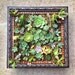 One of a Kind Framed Succulent Wall Art