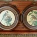 Round Framed Bird Pictures, Grosbeak and Finch Birds
