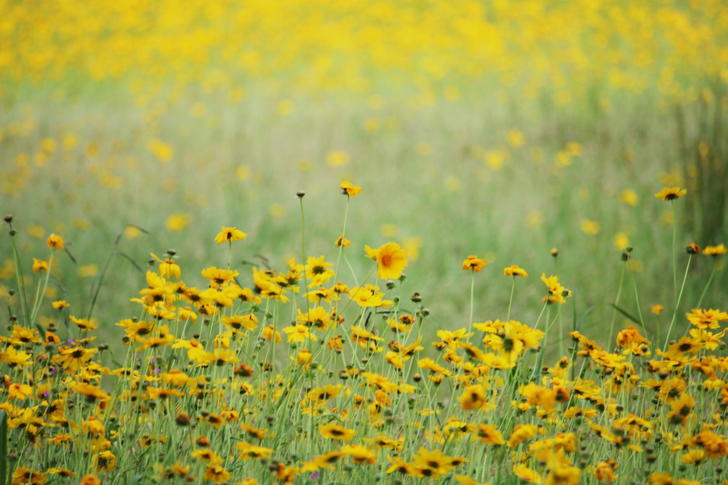fields of gold, blank card, 10x15cm, photo card
