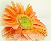 Fine Art Photography / Orange Gerbera Daisy / Happy Colorful Orange, Peach, Lime Green / Macro 8x10 Archival Giclee Reproduction Print