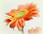 Fine Art Photography / Orange Gerbera Daisy / Happy Colorful Orange, Peach, Lime Green / Macro 8x10 Archival Giclee Reproduction Print