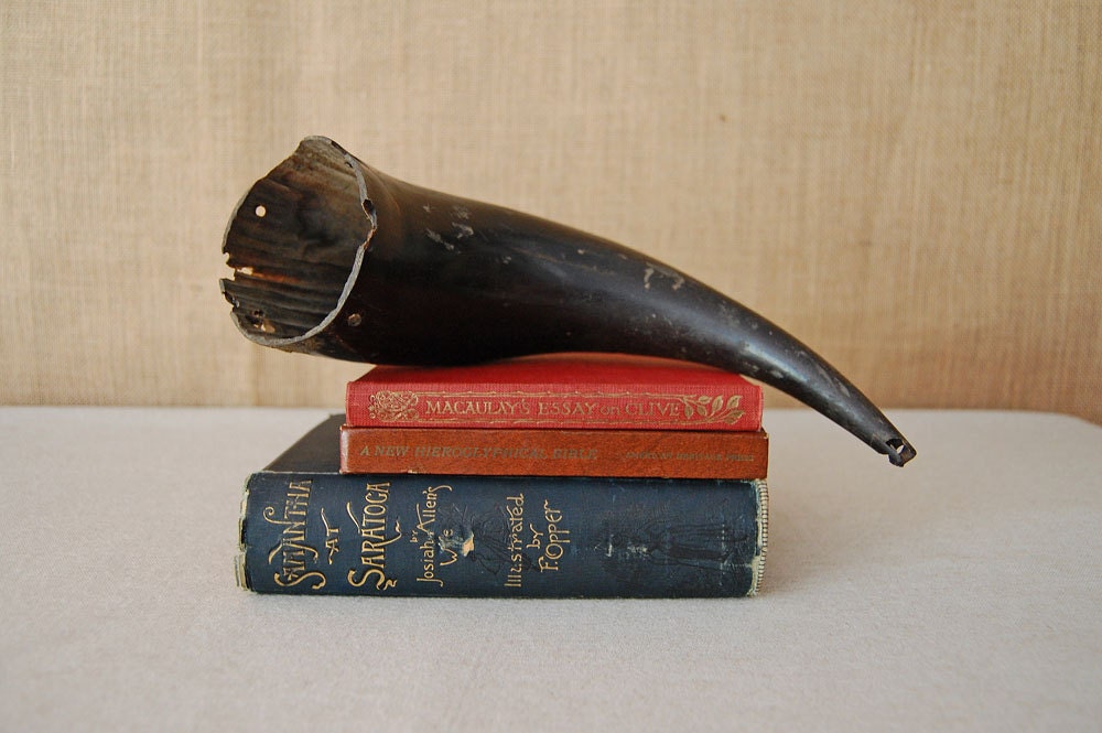 vintage bull or cow horn