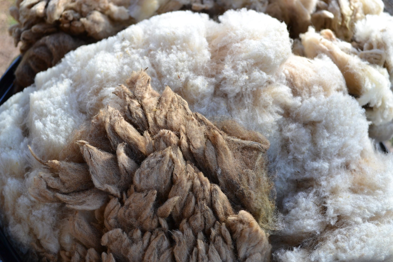Skirted CVM/Romeldale fleece