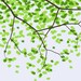Fine Art Print.  Leafy Tree.  January 8, 2012.