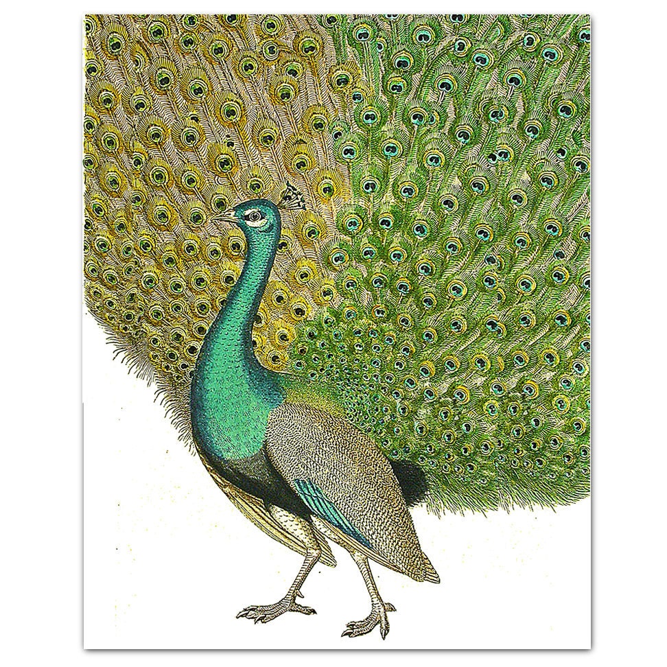 PEACOCK Portrait2- ART Print 8 x 10"