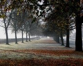 Fall Photo - Fall Leaves & Frost - Nature Landscape England Travel Winter Autumn Photograph - Hostess Gift - 8x10 Color