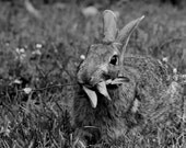 Funny Rabbit Photo - Rabbit Eating Leaves - Cute Animal Art  - Nature Photograph - Nursery Art - 8x8 B&W