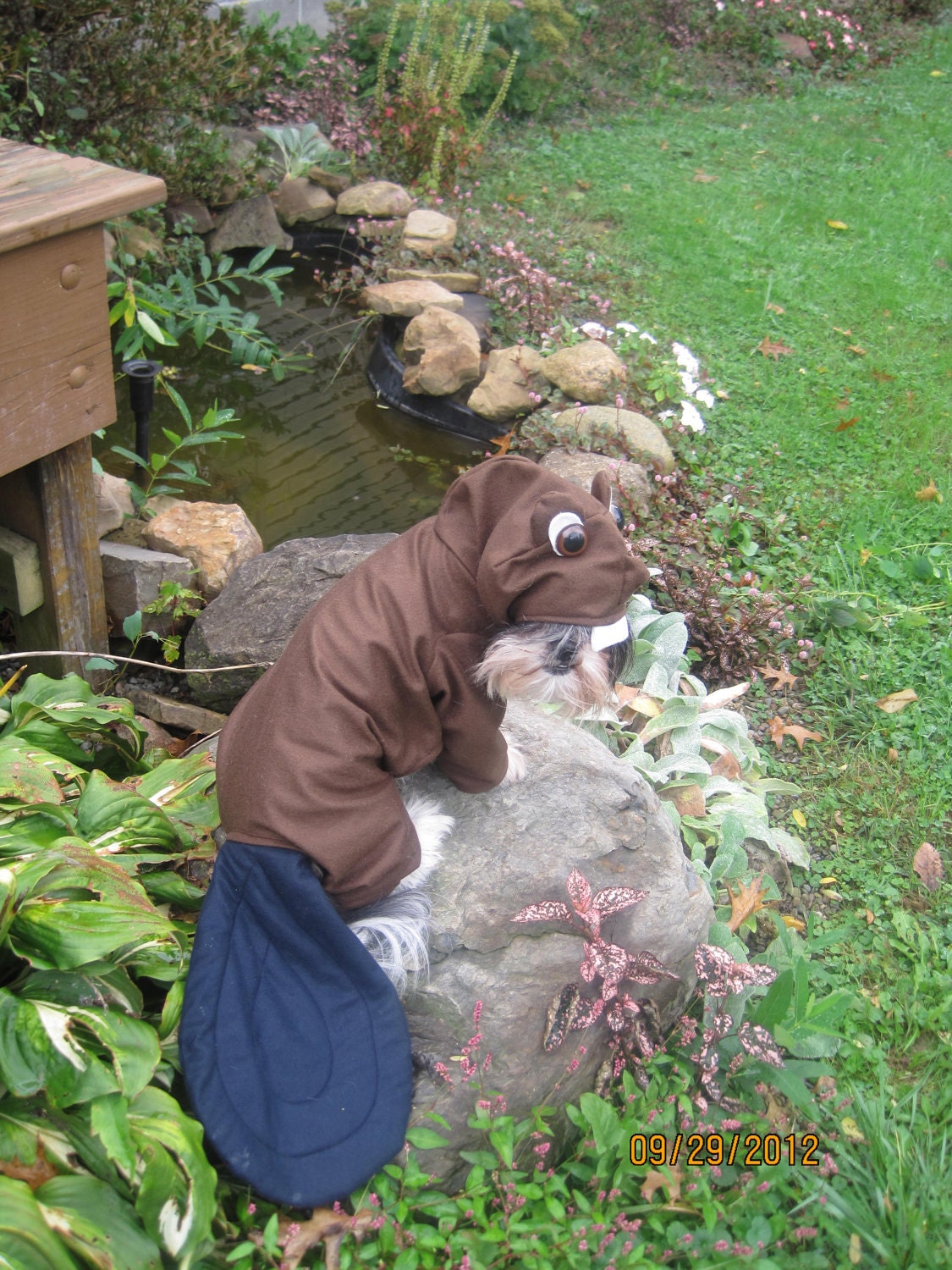 Custom/made to order Beaver dog costume for your xsmall-medium size dog