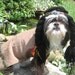 Indian Dog Halloween Costume size medium