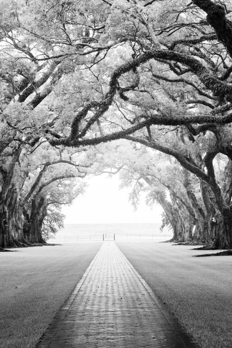 Fine Art Photography Print- Oak Alley- 8x10